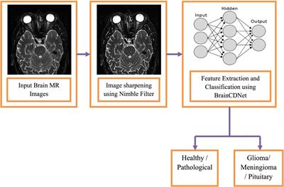 BrainCDNet: a concatenated deep neural network for the detection of brain tumors from MRI images